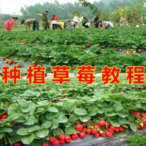草莓种植技术全套视频教程大全科学培训方法经验大棚栽培教程资料-俊享资料仓
