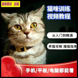 猫咪训练+养猫攻略大全技巧秘诀自学教程课程视频-俊享资料仓