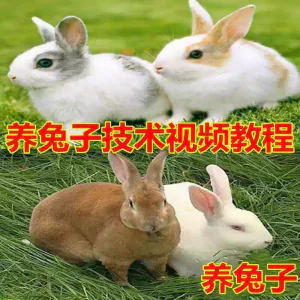 养兔子技术自学全套视频教程大全兔子养殖教程学畜牧养殖视频教程-俊享资料仓
