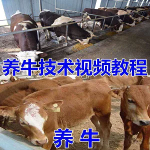 养牛养羊视频教程疾病防治挤奶牛场建设放牧饲养猪技术全套发育-俊享资料仓
