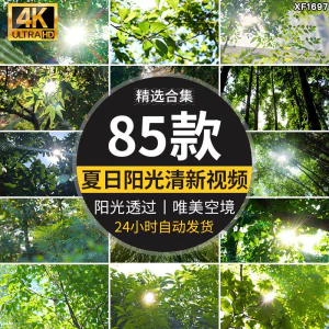4K夏日阳光透过树叶森林空境升格大自然唯美清新绿叶实拍视频素材-俊享资料仓