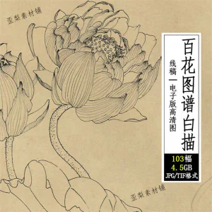 百花图谱白描线稿图集 国画花卉植103幅tif格式3.6G高清图片素材-俊享资料仓